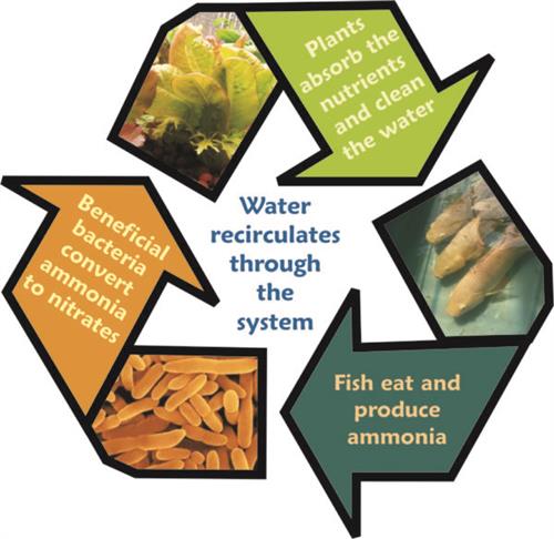 from https://www.theaquaponicsource.com/school-aquaponics/ 