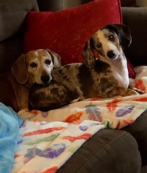 Giuseppe and Cooper 