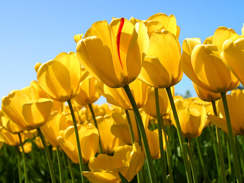  tulips