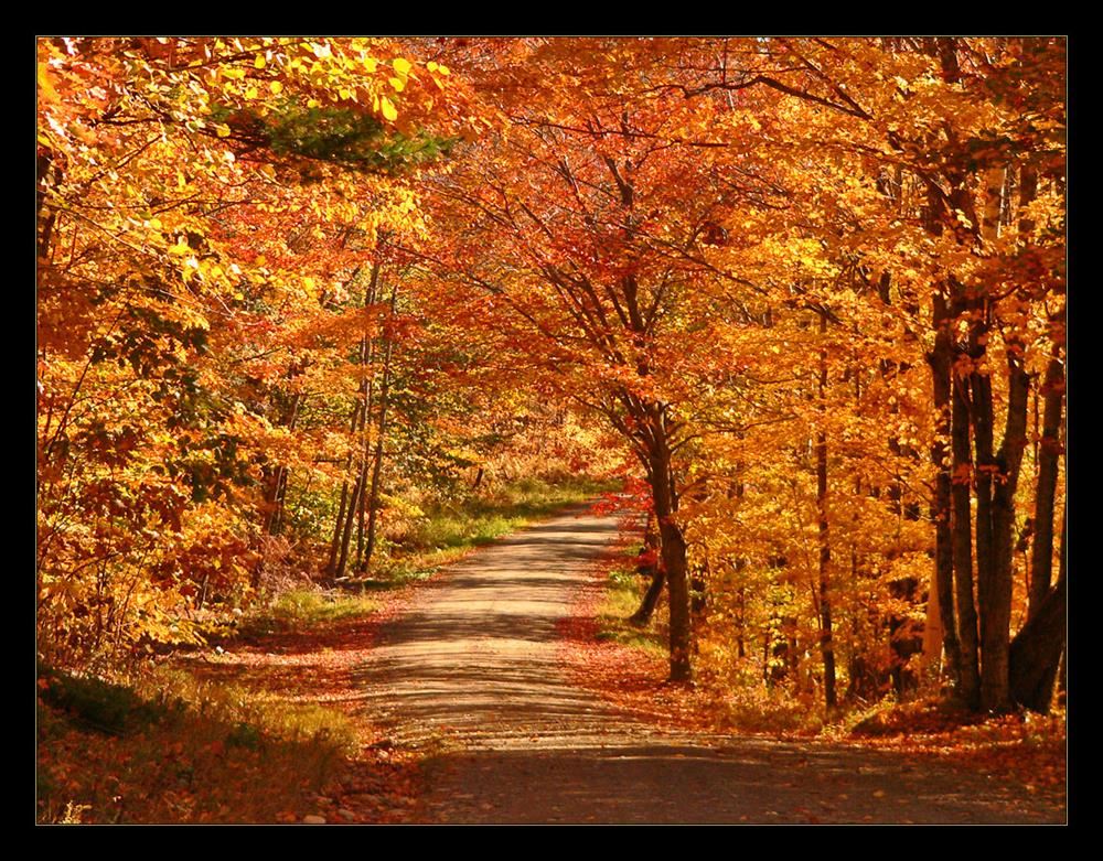  Autumn road displaying Principal's November Message