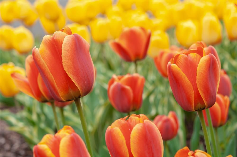 Spring Flowers