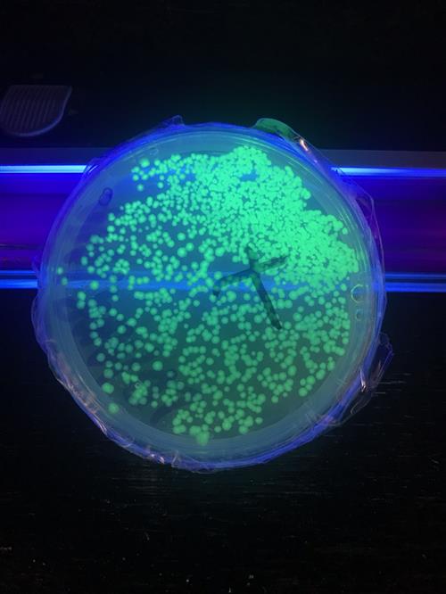 PGlo Lab