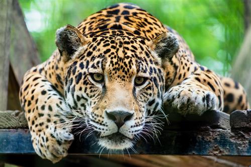 Jag