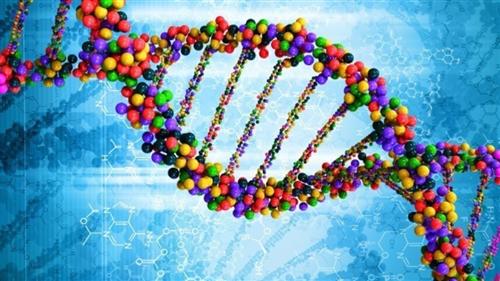 DNA 