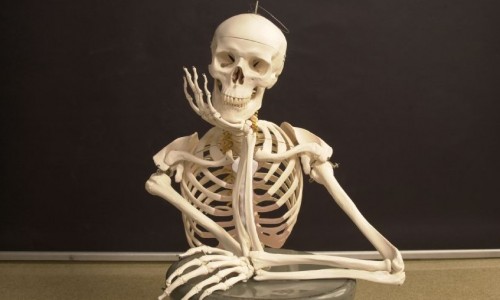 Skeleton 