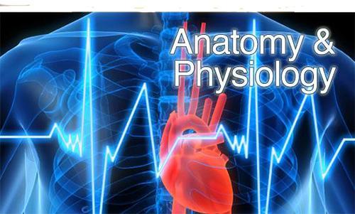 Anatomy and Phys