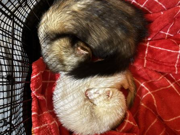 The Ferrets