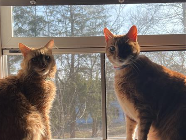 Simba and Jax